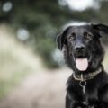 Portrait schwarzer Hund